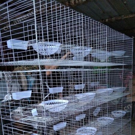 鸽子用具 养殖笼子 肉鸽信鸽喂养笼具 Guangwang/广旺 鸽子笼 公司加工