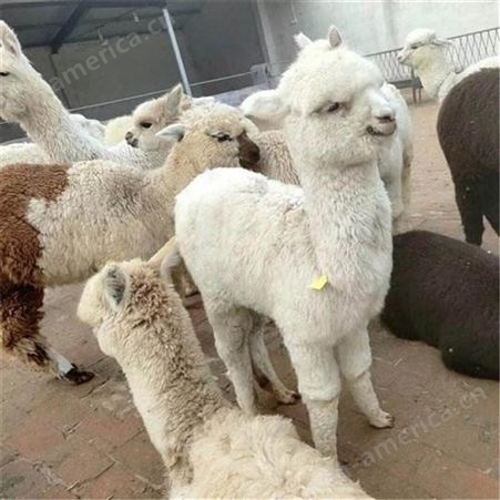 宠物羊驼 羊驼租赁厂家供应成年羊驼 优良品种
