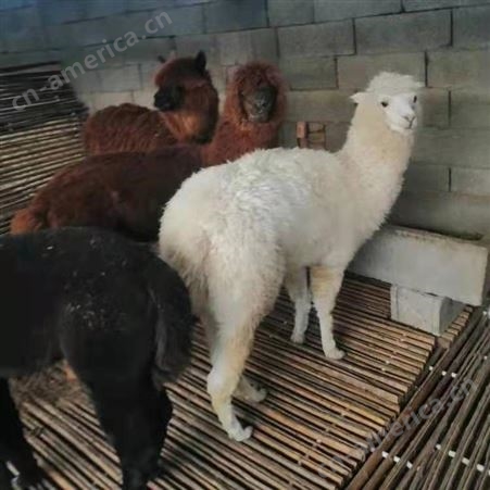 羊驼养殖场供应  机智伶俐的萌宠动物出售 基地直供