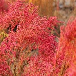 碱蓬草种子批发 秋冬可以变红分碱蓬种子