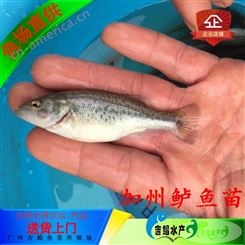 广东加洲鲈鱼苗水花价格 淡水鲈鱼苗厂家直供