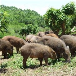 山林放养种野猪  野猪可以圈养吗 改良二代野猪仔苗出售
