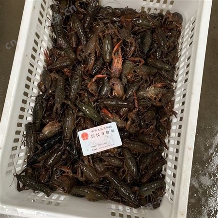 2021年3月1日潜江小龙虾青虾456钱规格肉质饱满底板干净价格行情