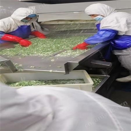绿拓食品现货供应速冻香葱圈 调料用成品葱段袋装品质保障