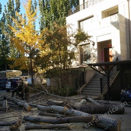 伐树需要什么手续 北京伐树 专业从事修树,伐树,移树服务