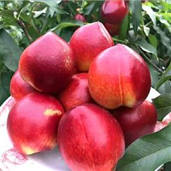 临汾市油桃 油桃厂家 公司新鲜水果 优质服务宏远果蔬